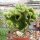 Euphorbia lactea gepfr. cristata