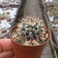 Mammillaria collinsii v. chiapas