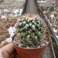 Mammillaria collinsii v. chiapas