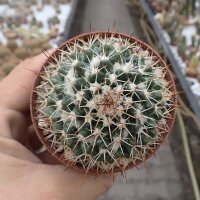 Mammillaria collinsii v. chiapas