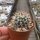 Mammillaria collinsii v. chiapas