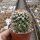 Mammillaria collinsii v. chiapas