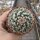 Mammillaria collinsii v. chiapas