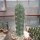 Trichocereus peruvianus cv. Longispinus XL