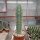 Trichocereus peruvianus cv. Longispinus XL