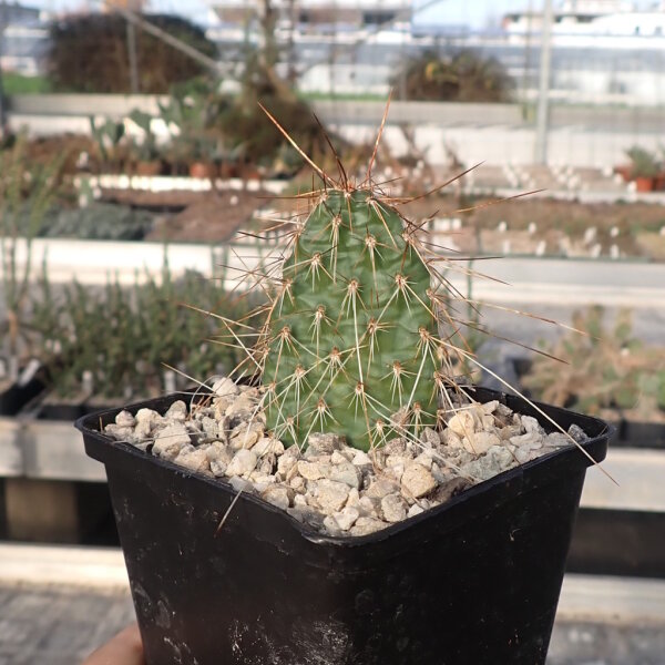 Opuntia polyacantha cv. brunispina 1900 m Bandelier Nat. Mon. Santa Fe (dw)