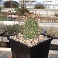 Opuntia polyacantha cv. brunispina 1900 m Bandelier Nat....