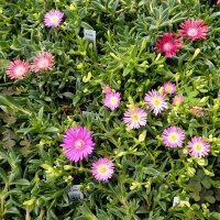 Delosperma Mixed colours (dw)