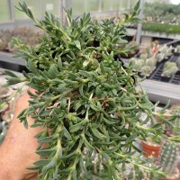 Delosperma Mixed colours (dw)