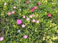 Delosperma Mixed colours (dw)