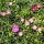 Delosperma Mixed colours (dw)