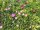 Delosperma Mixed colours (dw)