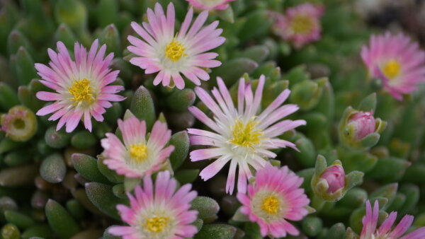 Delosperma cv. Wiebke (dw)