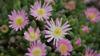 Delosperma cv. Wiebke (dw)