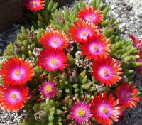 Delosperma cv. Jewel of Desert Grenade (dw)