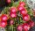 Delosperma cv. Jewel of Desert Grenade (dw)