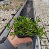 Delosperma cv. Goldy (dw)