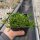 Delosperma cv. Goldy (dw)