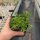 Delosperma cv. Goldy (dw)
