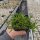 Delosperma cv. Goldy (dw)