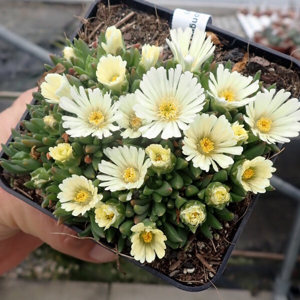Delosperma congestum cv. Album (dw)