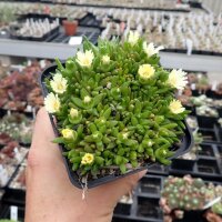 Delosperma congestum cv. Album (dw)