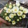 Delosperma congestum cv. Album (dw)