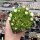 Delosperma congestum cv. Album (dw)