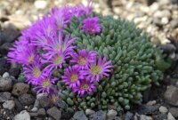 Delosperma sphalmanthoides (dw)