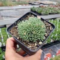 Delosperma sphalmanthoides (dw)