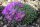 Delosperma sphalmanthoides (dw)
