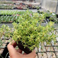Sedum album cv. Leuchtfeuer (dw)