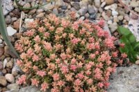 Sedum album cv. Leuchtfeuer (dw)