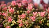 Sedum album cv. Leuchtfeuer (dw)