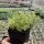 Sedum album cv. Leuchtfeuer (dw)