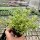 Sedum album cv. Leuchtfeuer (dw)