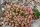 Sedum album cv. Leuchtfeuer (dw)