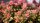 Sedum album cv. Leuchtfeuer (dw)