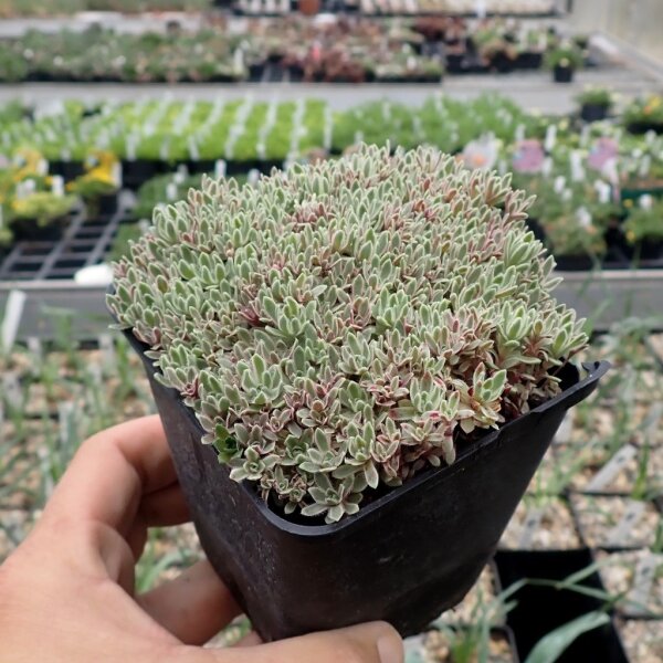 Crassula milfordiae cv. variegata (dw)