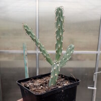 Cylindropuntia imbricata f. inermis (dw)