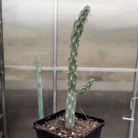 Cylindropuntia imbricata f. inermis (dw)