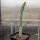 Cylindropuntia imbricata f. inermis (dw)