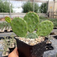 Opuntia humifusa cv. Michigan (dw)