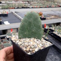 Opuntia humifusa cv. Michigan (dw)