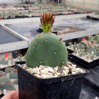 Opuntia humifusa cv. Meran (dw)
