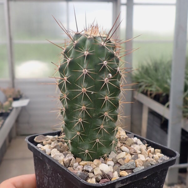 Echinocereus coccineus-Hybr. cv. KLS (dw)