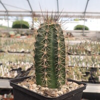 Echinocereus coccineus-Hybr. cv. KLS (dw)