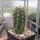 Echinocereus coccineus-Hybr. cv. KLS (dw)