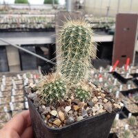 Echinocereus polyacanthus v. matthesianus (dw)