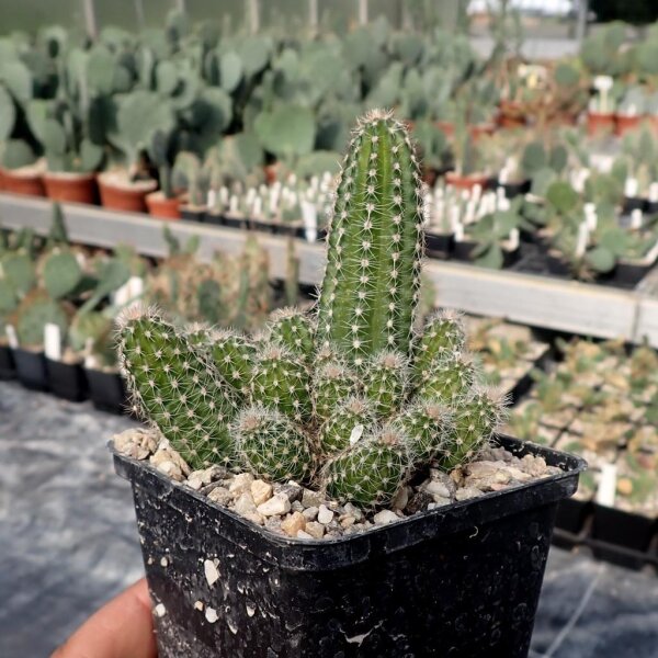 Chamaecereus  cv. Daniel Orange (dw)